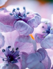 картинка фиолетовый цветок - , для мобильного телефона