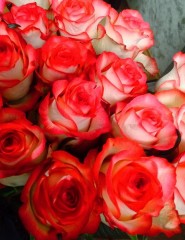 картинка двухцветные розы, цветы - , для мобильного телефона