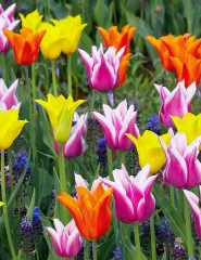  Colorful Tulips, Keukenhof - ,   