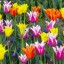 Colorful Tulips, Keukenhof  