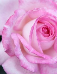 картинка pink rose, лепестки - , для мобильного телефона