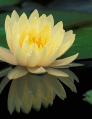  Hybrid Water Lily - ,   