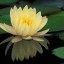 Hybrid Water Lily  