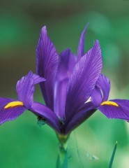  Domestic Iris - ,   