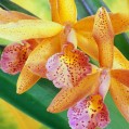 картинка для сотового телефона "Colorful Orchids"