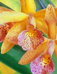  Colorful Orchids - ,   