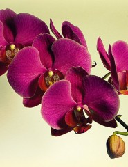 картинка великолепная орхидея, фото - , для мобильного телефона