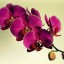 великолепная орхидея, фото на телефон