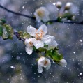 картинки цветы под снегом для телефона