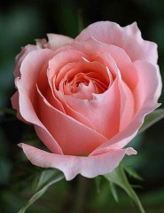 картинка Pink Rose Bud, цветок - , для мобильного телефона