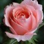 Pink Rose Bud,   