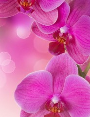 картинка лиловые орхидеи - , для мобильного телефона