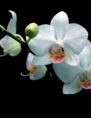 картинка орхидеи - , для мобильного телефона