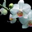 орхидеи на телефон