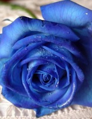картинка синяя роза с капельками россы - , для мобильного телефона