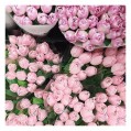 розовые махровые тюльпаны