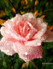 картинка Розовая роза - , для мобильного телефона