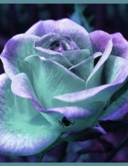 картинка голубой цветок - голубой сияющий цветочек, для мобильного телефона