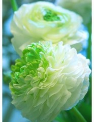 картинка цветы, зелено-белые - , для мобильного телефона