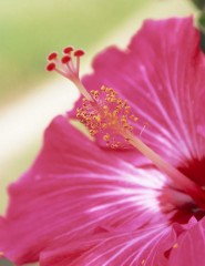  flower of Okinaw - ,   