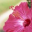 flower of Okinaw  