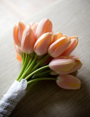 картинка тюльпаны персикового цвета - , для мобильного телефона