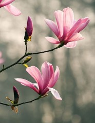  , magnolia - ,   
