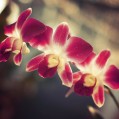 солнце орхидея