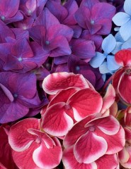  Hydrangea Blossoms 2 - ,   