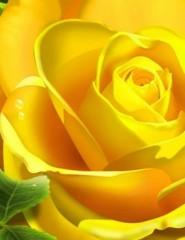 картинка роза желтого цвета - , для мобильного телефона