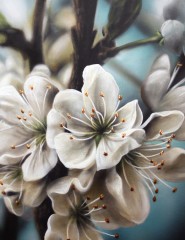 картинка цветы вишни, рисунок - , для мобильного телефона