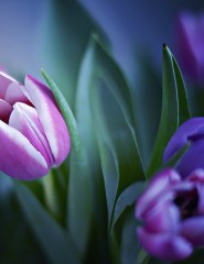 картинка лиловые тюльпаны фото - , для мобильного телефона