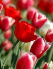 картинка Яркие тюльпаны - , для мобильного телефона