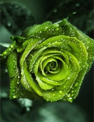 картинка зеленая роза, green - , для мобильного телефона