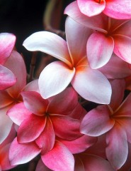  Hawaiian Plumeria - ,   