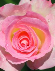 картинка капли, розовая роза, макро - , для мобильного телефона