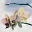 соцветие орхидеи на телефон