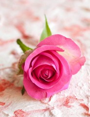 картинка роза, one pink rose - , для мобильного телефона