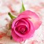 , one pink rose  