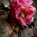 розовый пион, цветок