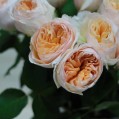 пионовидные розы