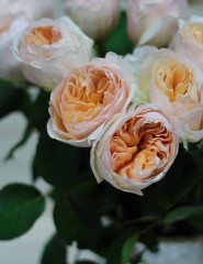 картинка пионовидные розы - , для мобильного телефона