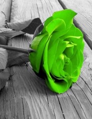 картинка зеленая роза! - , для мобильного телефона