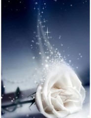 картинка Белая роза - , для мобильного телефона