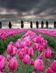 картинка темные тюльпаны - темные тюльпаны, во мраке, для мобильного телефона