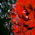 картинка для сотового телефона "Роза и капли воды"