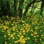 Flowering Leopardsbane, Scotla  