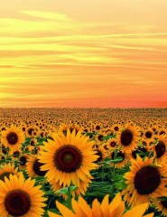   sunflowers - ,   