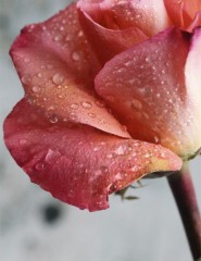    , dew on rose - ,   