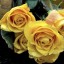 желтые розы на столе на телефон